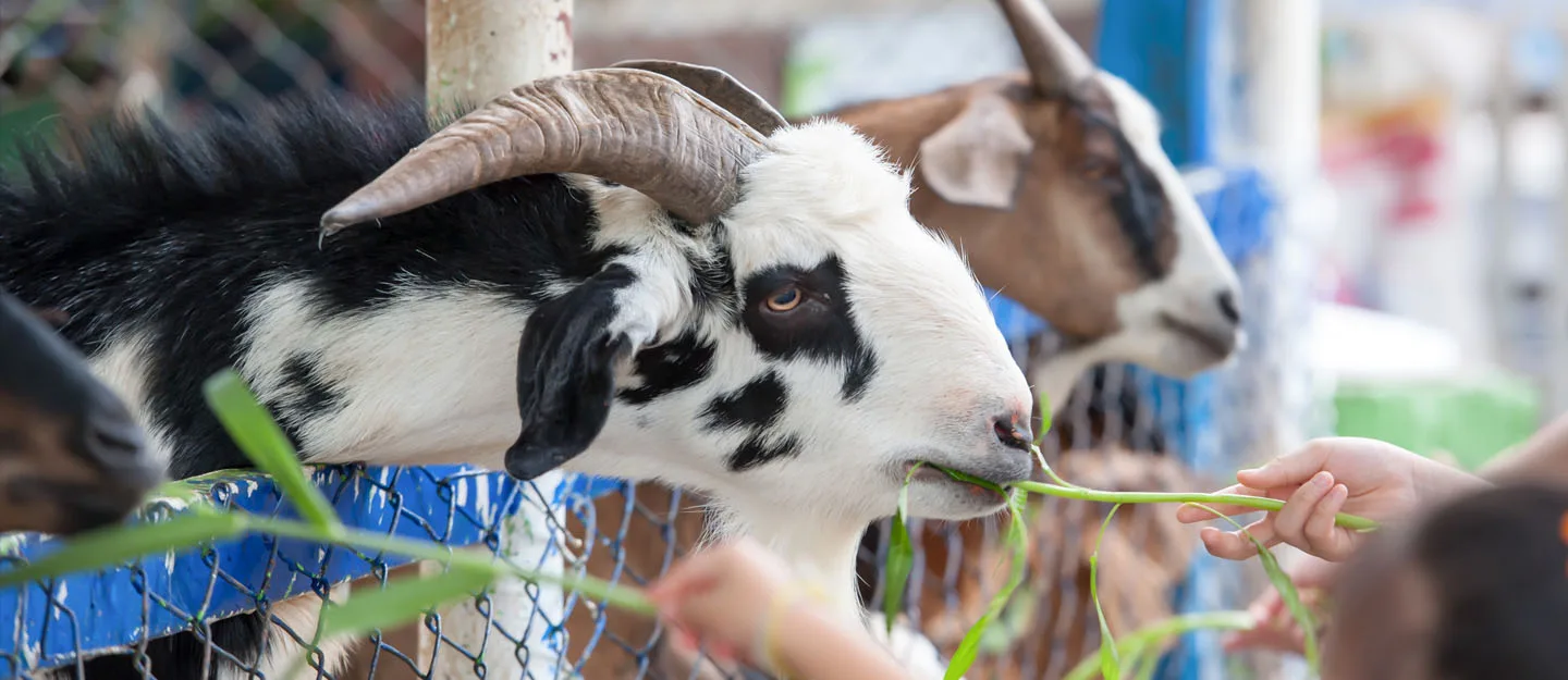 5 Amazing Zoos to Visit in Dubai