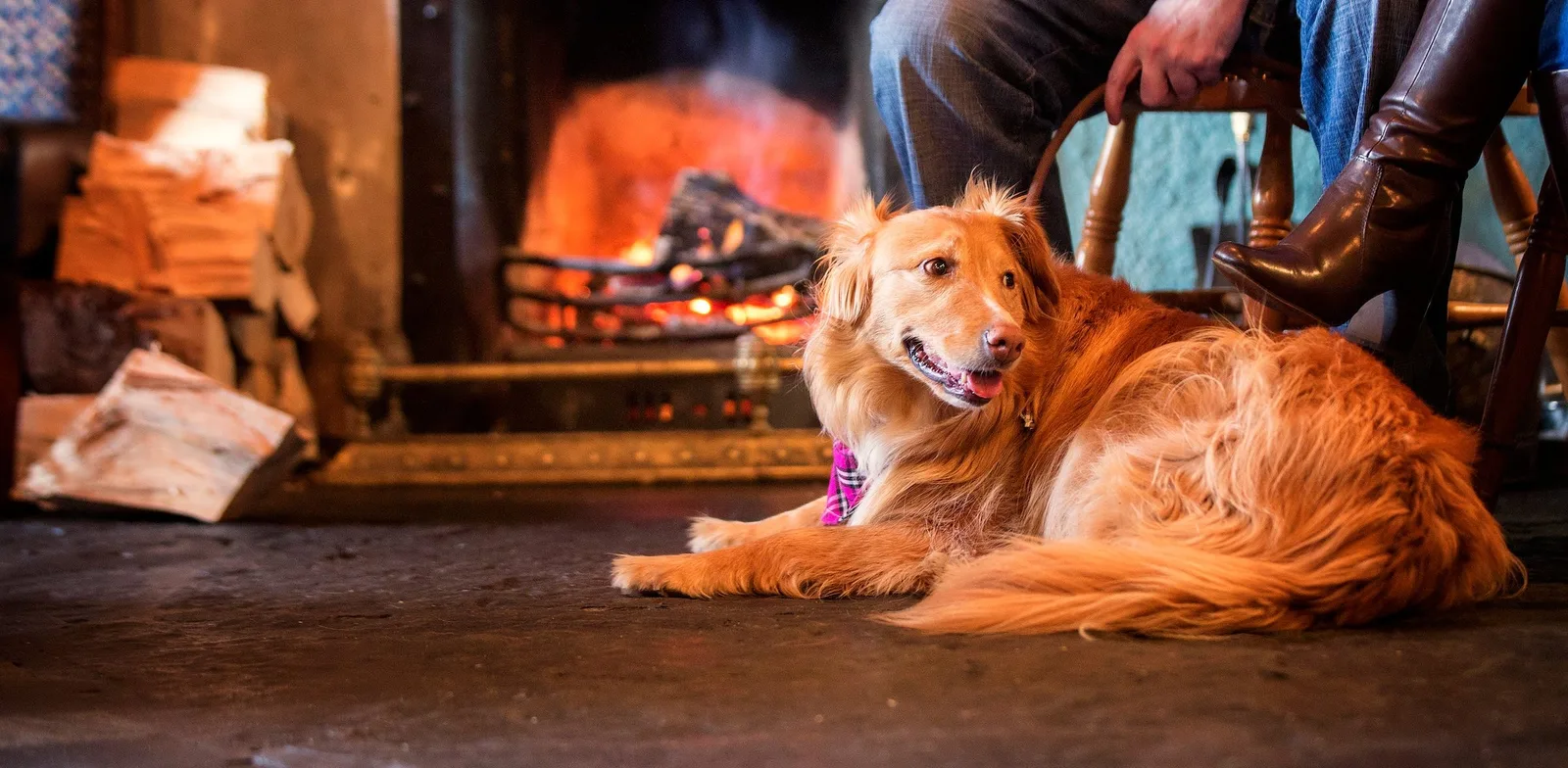 Top Indoor Pet-Friendly Spots in Dubai