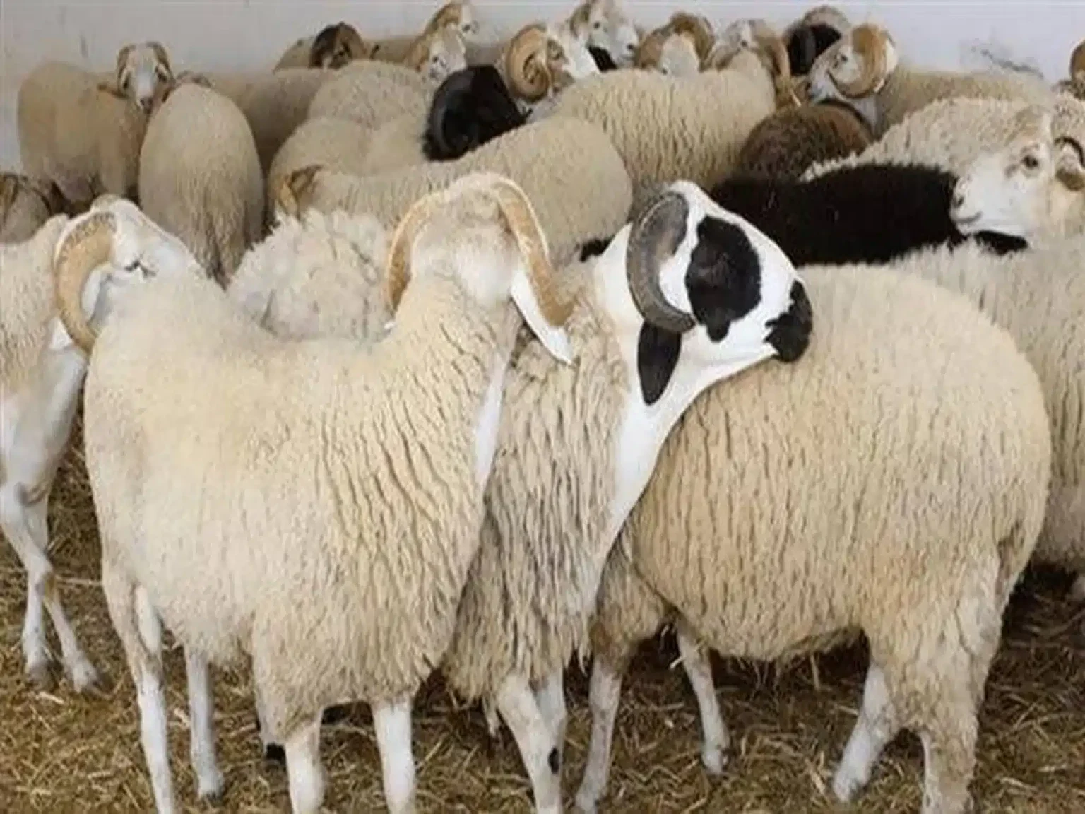 أماكن بيع الأضاحي في الإمارات 2024 مع الأسعار