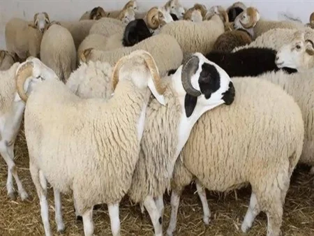 أماكن بيع الأضاحي في الإمارات 2024 مع الأسعار