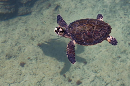 دليل مشروع إعادة تأهيل السلاحف في دبي