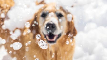 مهرجان للكلاب يقام في دبي نهاية هذا الأسبوع